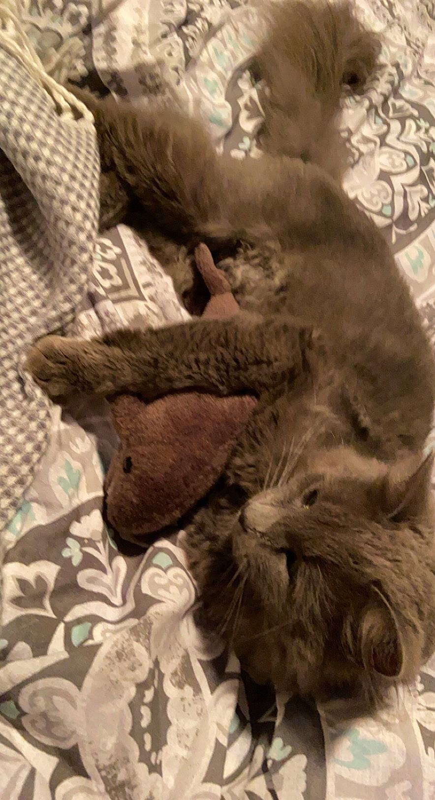 Grey Cat is registered to the contest to win money with this photo: canidae, carnivore, cat, claw, comfort, companion_dog, dog_breed, domestic_short_haired_cat, felidae, fur, grey, linens, liver, nap, paw, sleep, small_to_medium_sized_cats, sporting_group, tail, whiskers