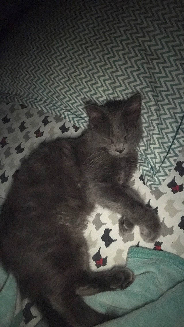 Grey Cat is registered to the contest to win money with this photo: black_cat, carnivore, cat, claw, comfort, domestic_short_haired_cat, felidae, flooring, fur, grey, monochrome, monochrome_photography, pattern, paw, sitting, small_to_medium_sized_cats, snout, tail, terrestrial_animal, whiskers