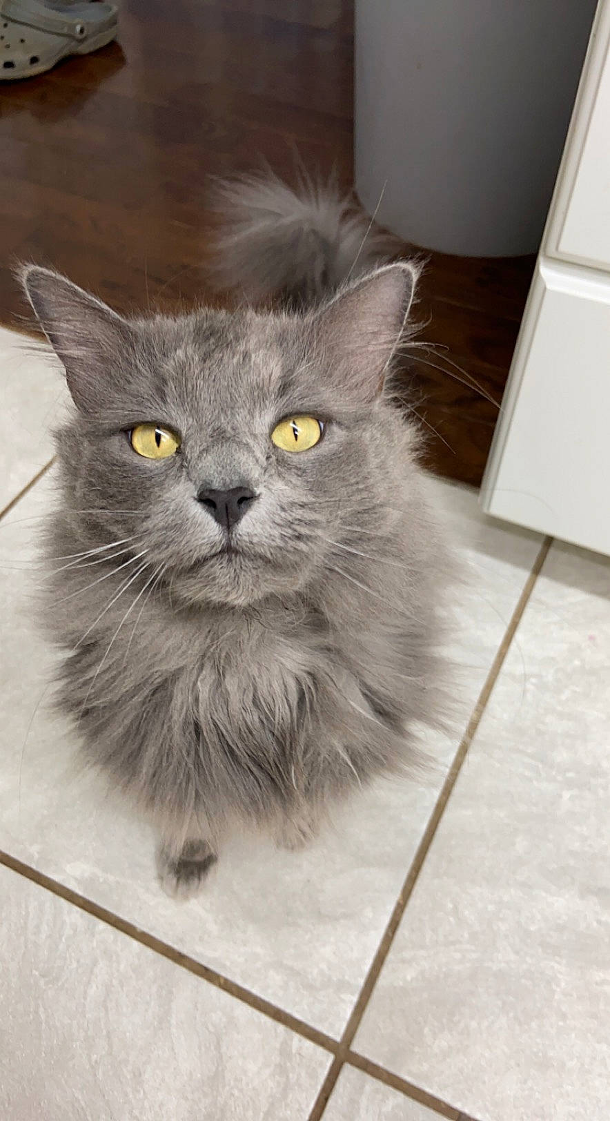 Grey Cat is registered to the contest to win money with this photo: british_longhair, carnivore, cat, domestic_short_haired_cat, eye, felidae, flooring, fur, grey, hardwood, home_appliance, illustration, small_to_medium_sized_cats, snout, tail, terrestrial_animal, tile_flooring, wall_plate, whiskers