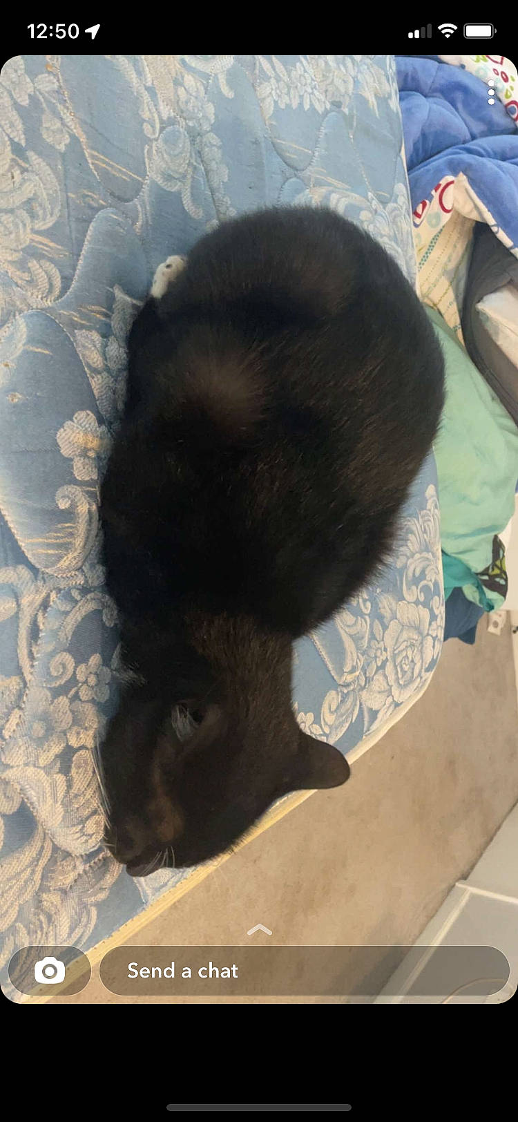 Pepper John joined the competition — help win amazing prizes! black_cat, bombay, carnivore, cat, claw, comfort, dog_breed, felidae, flooring, fur, liver, nap, small_to_medium_sized_cats, sporting_group, tail, terrestrial_animal, whiskers, working_animal