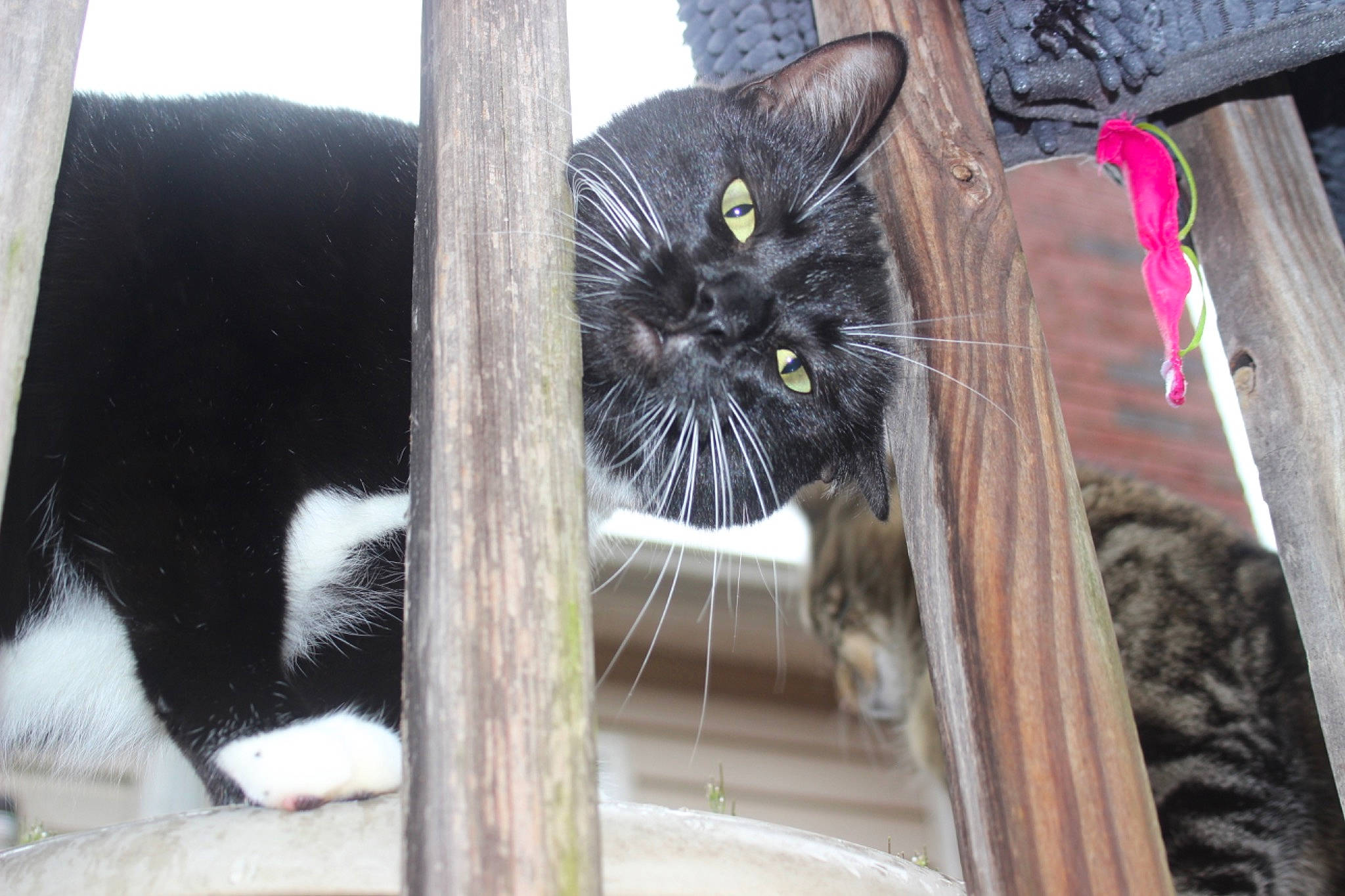 Pepper John joined the competition — help win amazing prizes! animal_shelter, black_cat, carnivore, cat, cat_supply, claw, comfort, domestic_short_haired_cat, felidae, fur, mammal, pet_supply, small_to_medium_sized_cats, snout, tail, terrestrial_animal, tree, vertebrate, whiskers