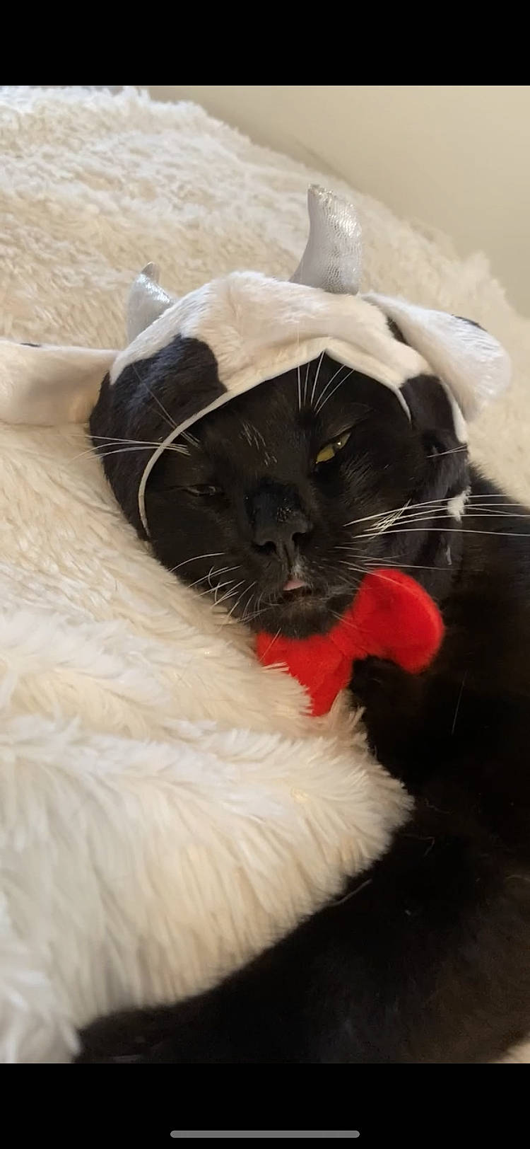 Pepper John joined the competition — help win amazing prizes! canidae, carnivore, cat, comfort, companion_dog, dog_breed, domestic_short_haired_cat, eyelash, fawn, felidae, fur, linens, paw, plant, small_to_medium_sized_cats, snout, sporting_group, tail, terrestrial_animal, whiskers