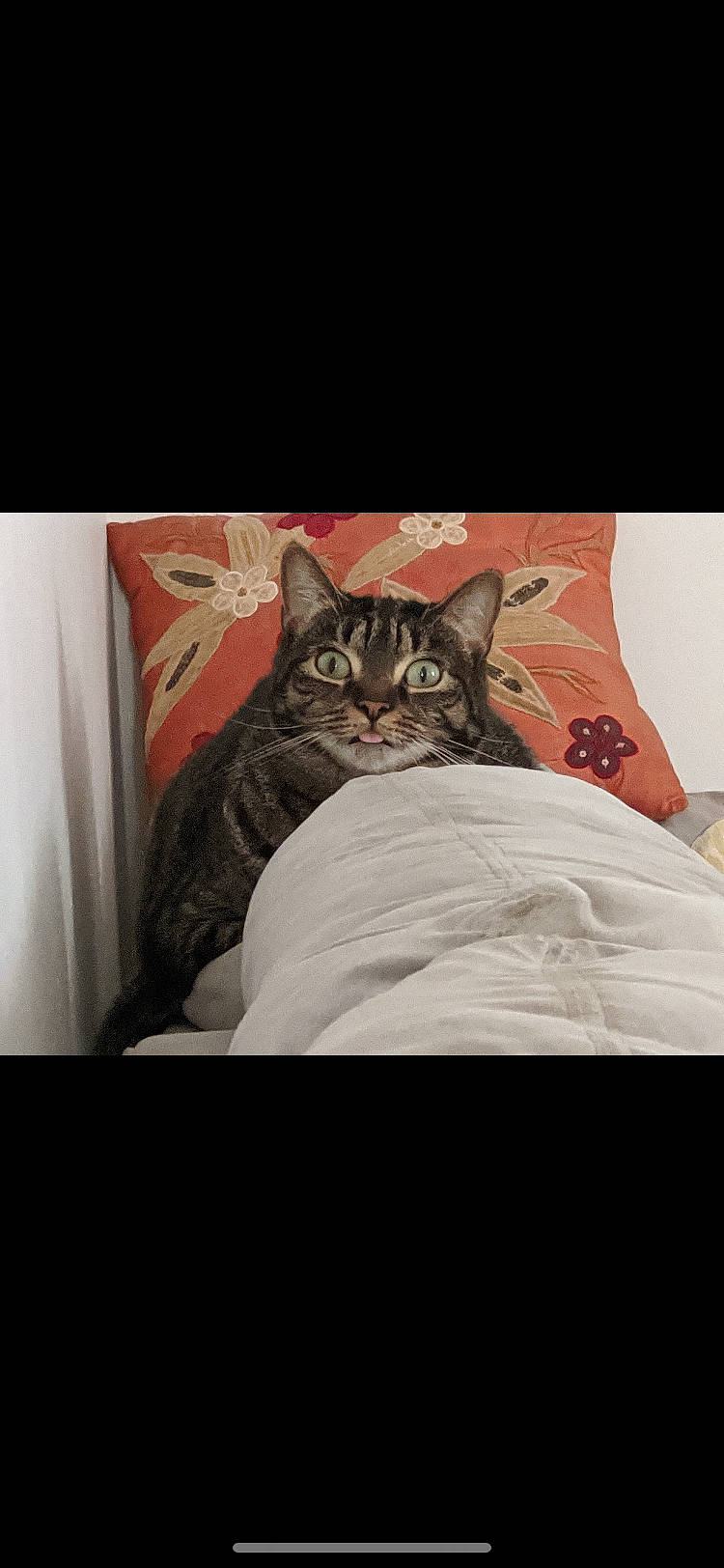 Poppy joined the competition — help win amazing prizes! bed, carnivore, cat, comfort, darkness, domestic_short_haired_cat, felidae, fur, grey, human_body, human_leg, linens, mammal, sitting, sleeve, small_to_medium_sized_cats, t_shirt, thigh, vertebrate, whiskers