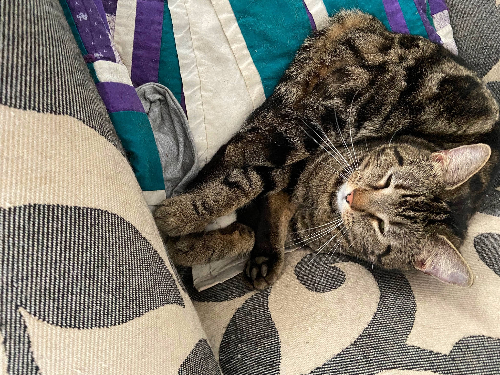 Poppy joined the competition — help win amazing prizes! bag, carnivore, cat, close_up, comfort, denim, domestic_short_haired_cat, fashion_accessory, felidae, fur, grey, linens, luggage_and_bags, military_camouflage, pattern, sleeve, small_to_medium_sized_cats, snout, tail, whiskers