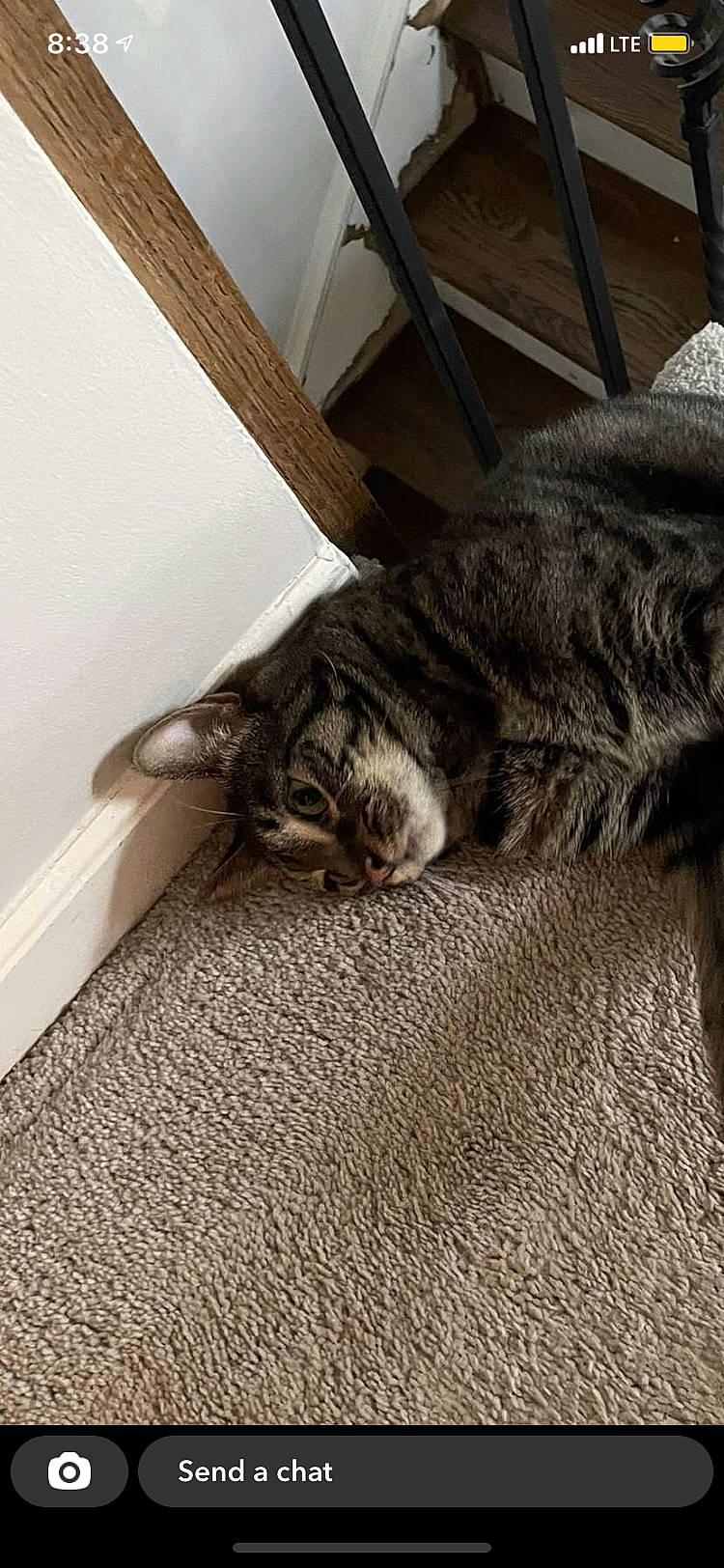 Poppy joined the competition — help win amazing prizes! brown, carnivore, carpet, cat, comfort, domestic_short_haired_cat, fawn, felidae, floor, flooring, fur, grey, hardwood, linens, mammal, nap, small_to_medium_sized_cats, tail, whiskers, wood