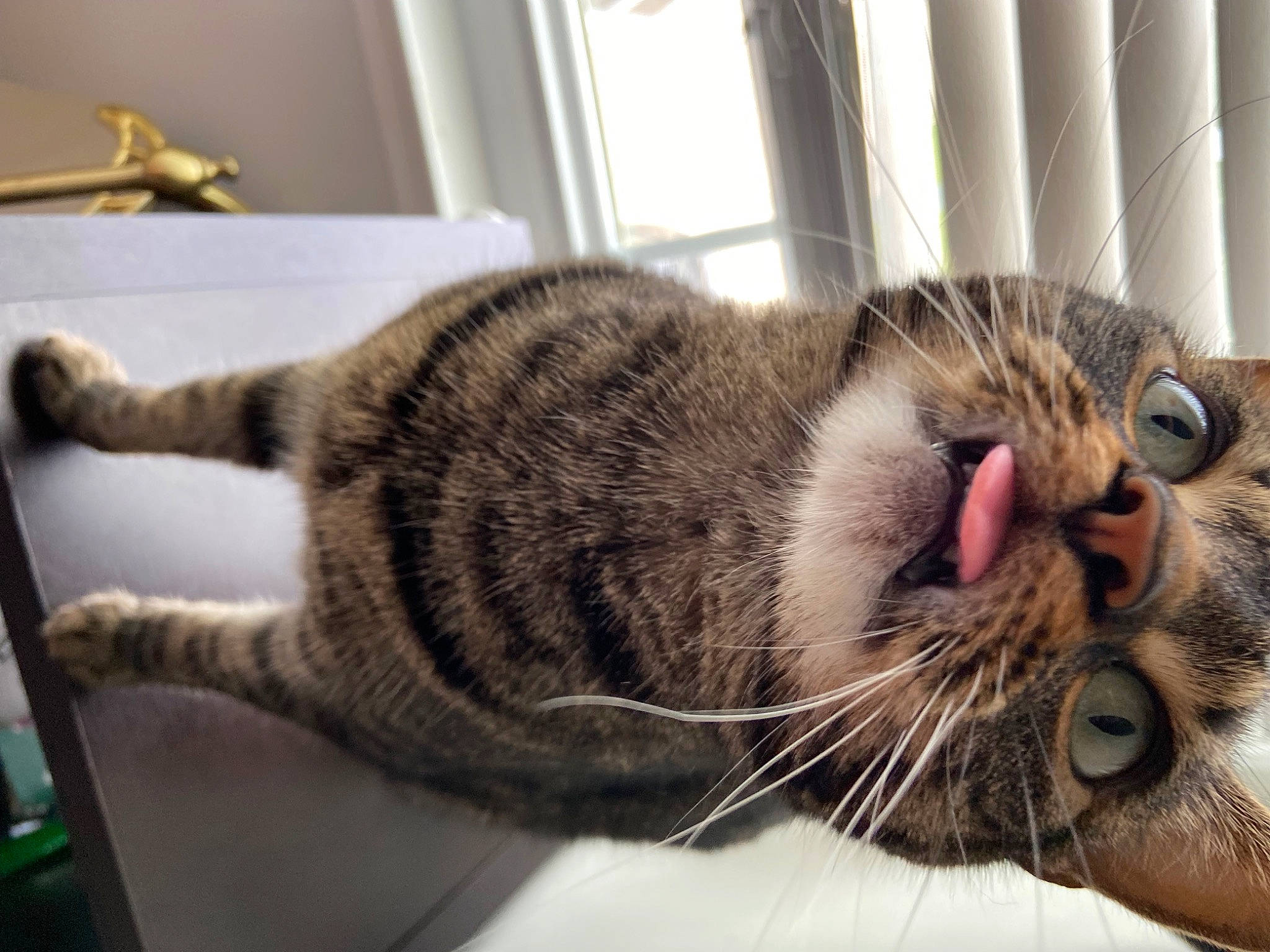 Poppy joined the competition — help win amazing prizes! carnivore, cat, claw, comfort, domestic_short_haired_cat, felidae, fur, metal, nap, paw, sleep, small_to_medium_sized_cats, snout, tail, terrestrial_animal, whiskers