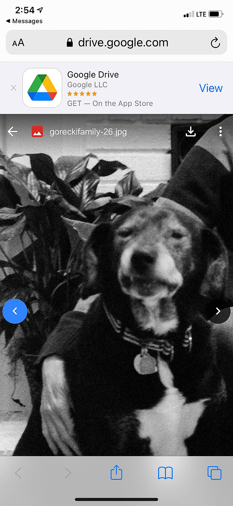Chase is registered to the contest to win money with this photo: carnivore, collar, communication_device, companion_dog, dog, dog_breed, dog_collar, font, fur, hat, monochrome_photography, multimedia, photo_caption, photograph, screenshot, selfie, smartphone, snapshot, white, working_animal