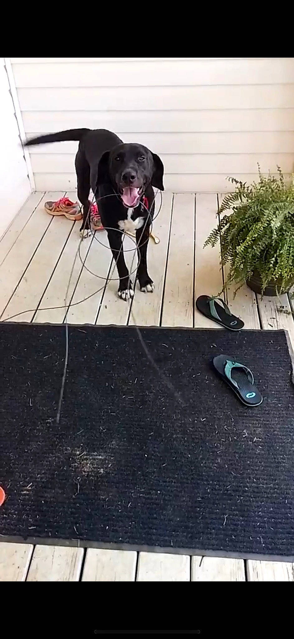 Chase is registered to the contest to win money with this photo: carnivore, chair, collar, companion_dog, dog, dog_breed, dog_collar, dog_supply, fawn, floor, flooring, grass, leash, mammal, plant, road_surface, shadow, tail, vertebrate, working_animal