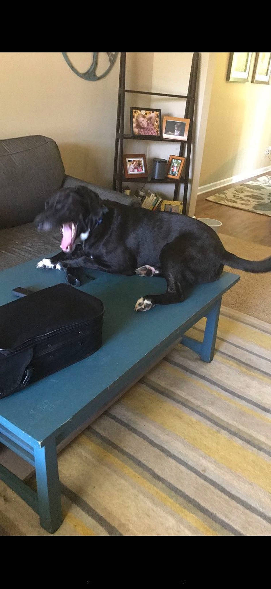 Chase joined the competition — help win amazing prizes! carnivore, comfort, companion_dog, couch, dog, dog_breed, floor, flooring, hardwood, laminate_flooring, living_room, picture_frame, room, sofa_bed, sporting_group, studio_couch, tail, wood, wood_flooring, working_animal