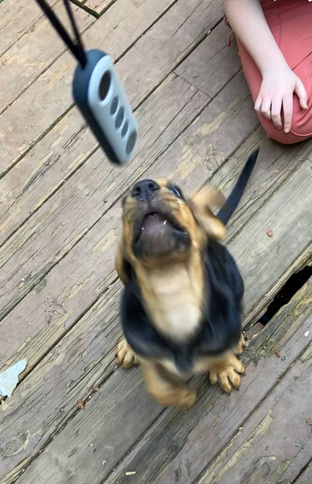 Pumpkin is registered to the contest to win money with this photo: carnivore, companion_dog, dog, dog_breed, fawn, finger, floor, flooring, foot, fur, hardwood, human_leg, nail, paw, pug, sporting_group, thumb, wood, wood_flooring, wood_stain