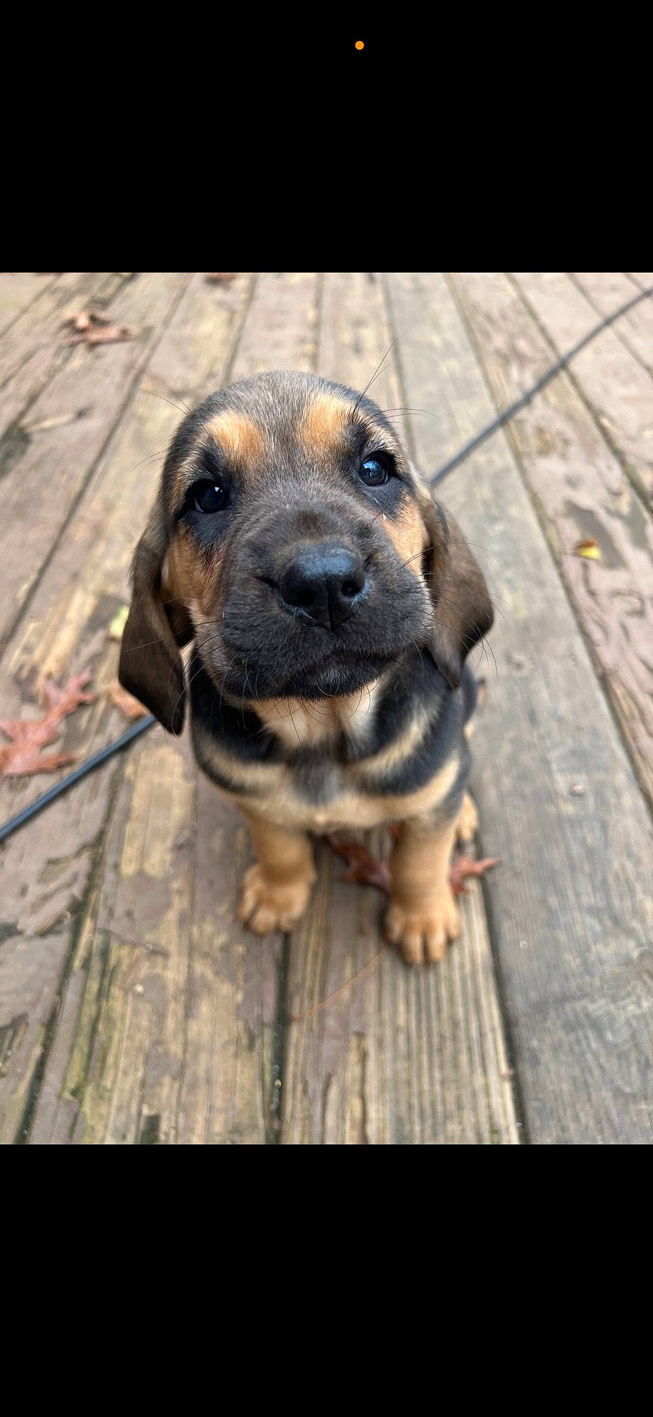 Pumpkin is registered to the contest to win money with this photo: canidae, carnivore, companion_dog, dog, dog_breed, fawn, flooring, fur, guard_dog, hardwood, hound, liver, pet_supply, plant, snout, sporting_group, whiskers, wood, working_animal, working_dog