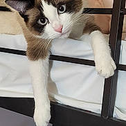 Zoey is registered to the contest to win money with this photo: cat, blue_eyes, bed, paw, lounging, feline, indoor, relaxed, fur, whiskers, metal_bed_frame, white_paw, brown_fur, black_ears, pink_nose, floral_pillow, bedding, resting, cute, pet