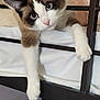 cat, blue_eyes, bed, paw, lounging, feline, indoor, relaxed, fur, whiskers, metal_bed_frame, white_paw, brown_fur, black_ears, pink_nose, floral_pillow, bedding, resting, cute, pet