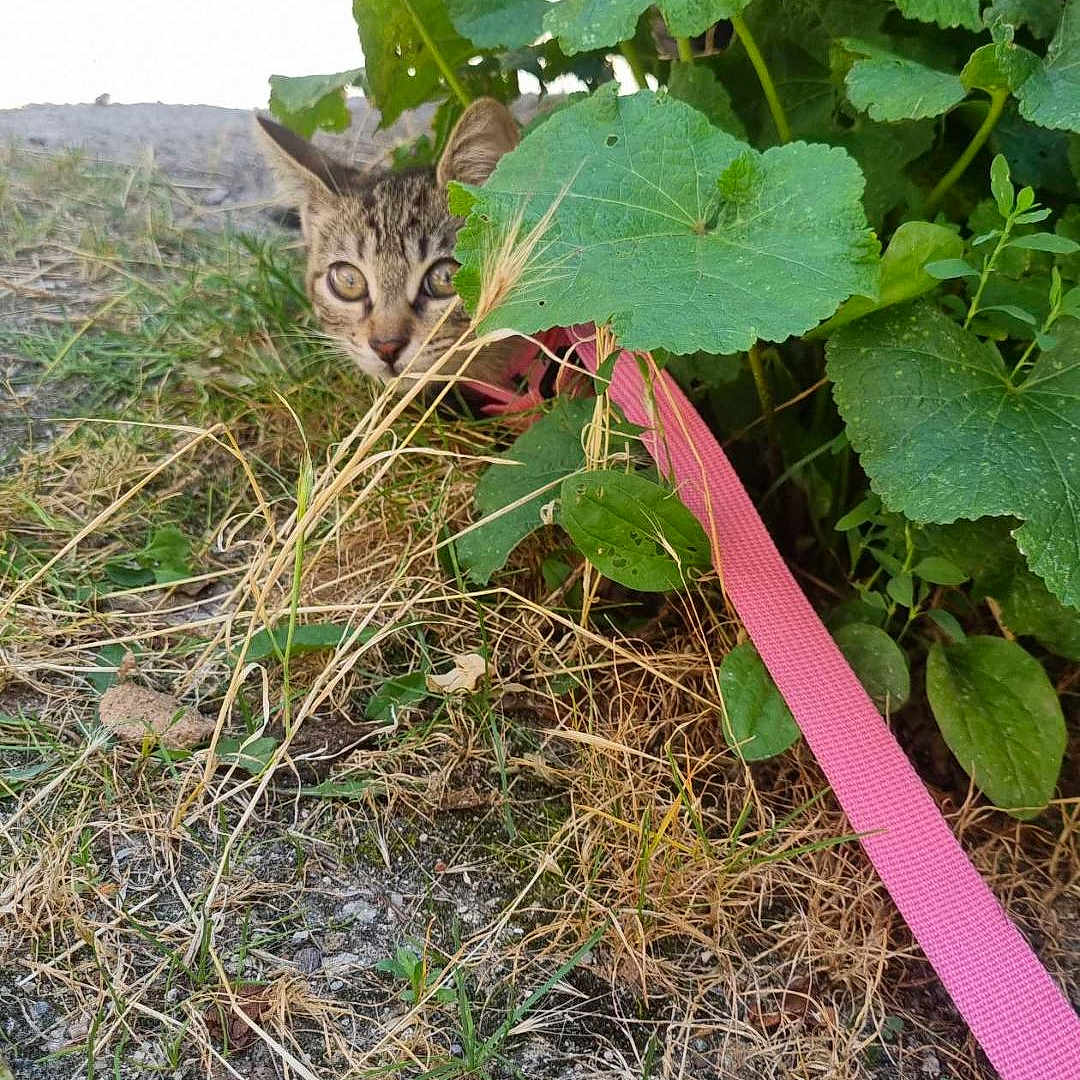 Ronron participe au concours pour gagner de l'argent avec cette photo : accessories, animal, cat, face, grass, green, herbal, herbs, jar, kitten, leaf, pet, plant, planter, pottedplant, pottery, soil, strap, vase, vegetation