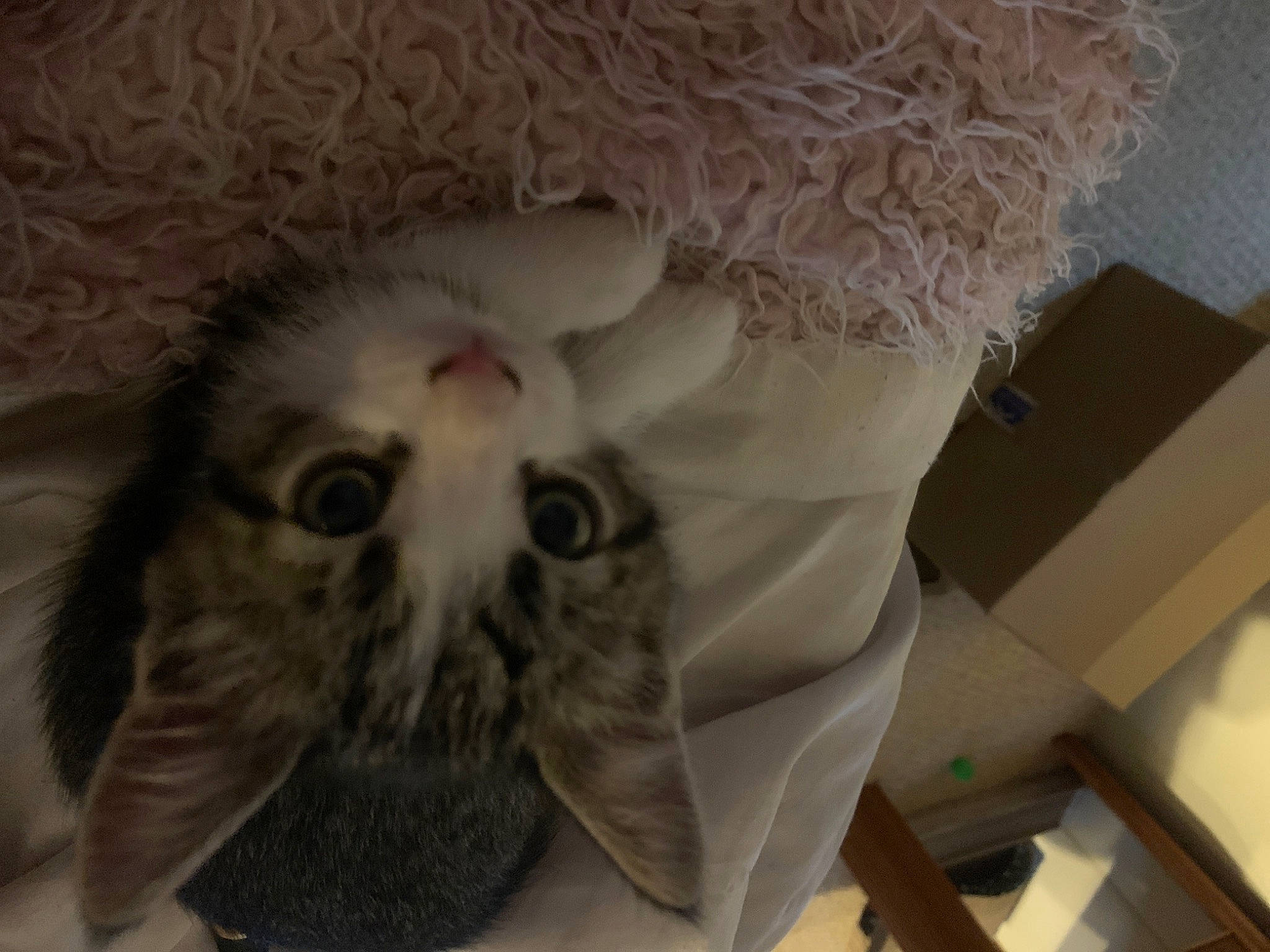 Gunther is registered to the contest to win money with this photo: bird, bird_of_prey, cat, fur, owl, snout, whiskers