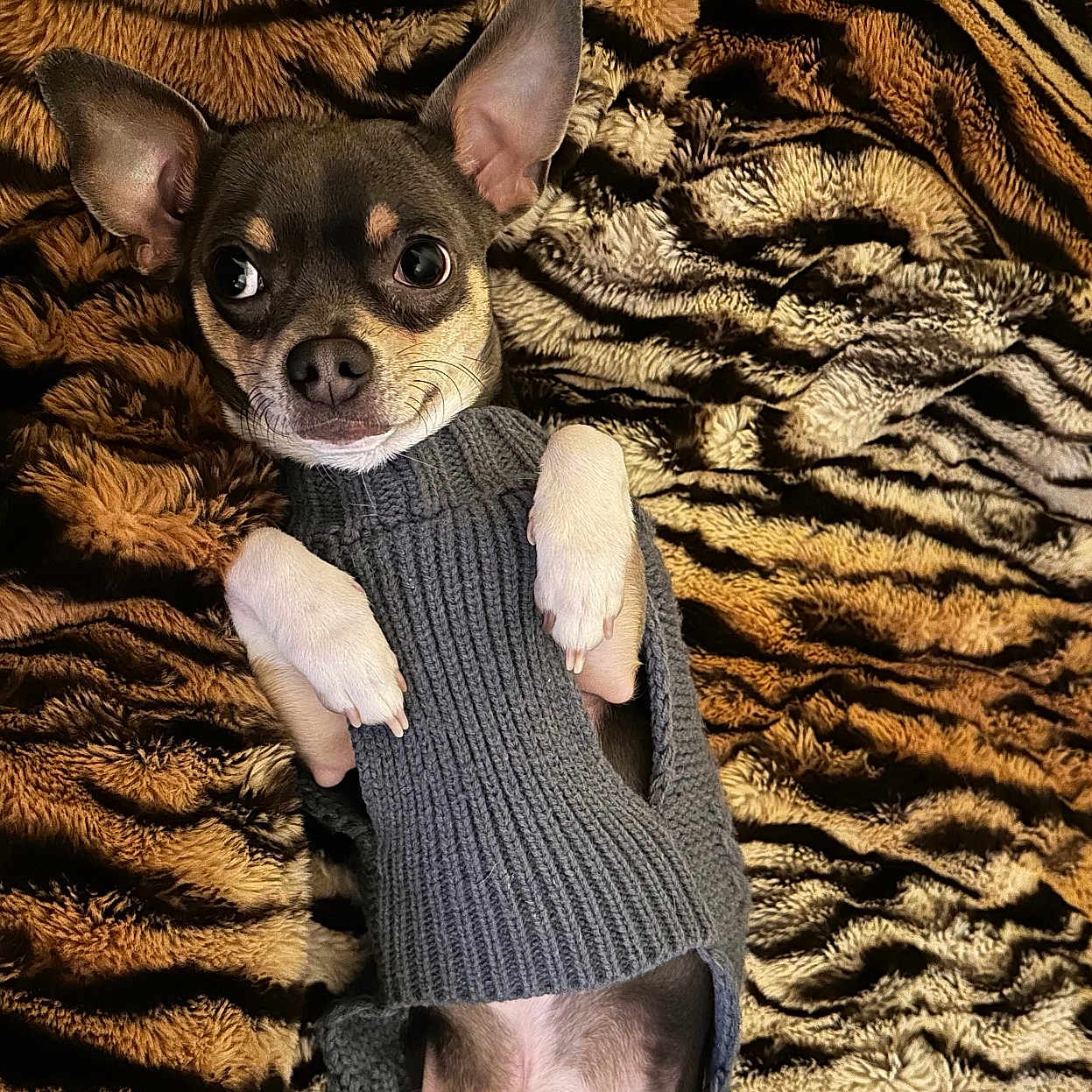 Uno a rejoint le concours — aidez-le/la à gagner de superbes lots ! animal, bear, blanket, canine, cap, chihuahua, clothing, dog, face, hat, head, knitwear, person, pet, photography, portrait, puppy, rat, rodent, sweater
