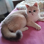 Bella participe au concours pour gagner de l'argent avec cette photo : cat, fluffy, animal, pet, cute, resting, indoor, feline, tail, pink_surface, relaxed, fur, curled_tail, looking, close_up, bed, soft, whiskers, ears, domestic