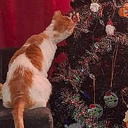 Chai is registered to the contest to win money with this photo: cat, orange_and_white_cat, christmas_tree, ornaments, holiday_decor, chair, indoor, curious, pet, feline, decorations, lights, red_background, seasonal, home, festive, tree_branch, animal, closeup, celebration