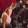 cat, orange_and_white_cat, christmas_tree, ornaments, holiday_decor, chair, indoor, curious, pet, feline, decorations, lights, red_background, seasonal, home, festive, tree_branch, animal, closeup, celebration