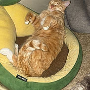 Cheeto joined the competition — help win amazing prizes! cat, orange_tabby, pet_bed, avocado_bed, relaxed, sleeping, indoor, carpet, feline, cozy, cute, whiskers, paws, fluffy, resting, domestic_cat, fur, mammal, home, comfortable