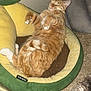avocado_bed, carpet, cat, comfortable, cozy, cute, domestic_cat, feline, fluffy, fur, home, indoor, mammal, orange_tabby, paws, pet_bed, relaxed, resting, sleeping, whiskers
