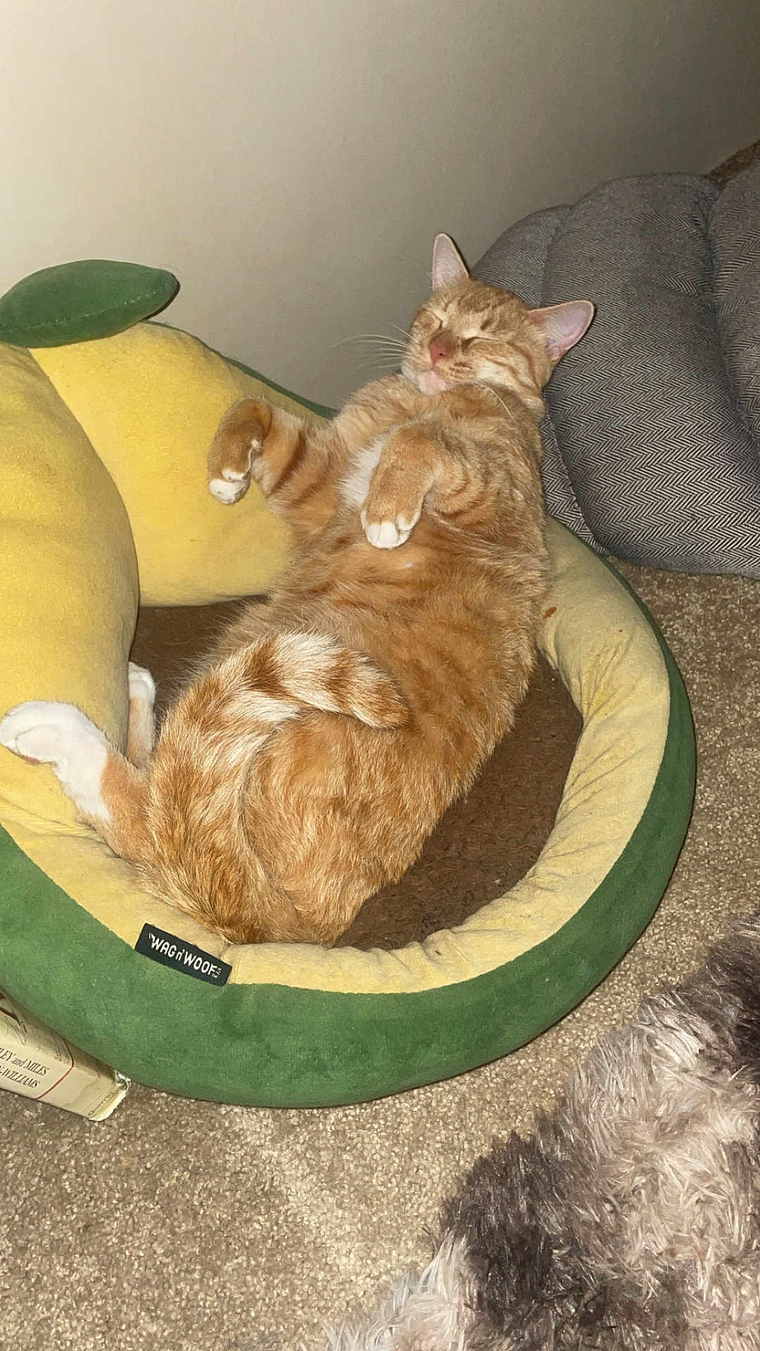 Cheeto joined the competition — help win amazing prizes! cat, orange_tabby, pet_bed, avocado_bed, relaxed, sleeping, indoor, carpet, feline, cozy, cute, whiskers, paws, fluffy, resting, domestic_cat, fur, mammal, home, comfortable