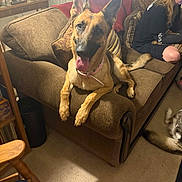 Luna is registered to the contest to win money with this photo: dog, german_shepherd, couch, living_room, person, carpet, furniture, pet, indoor, tongue_out, relaxed, brown, decor, home, pillow, sitting, animal, companion, resting, casual
