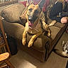 dog, german_shepherd, couch, living_room, person, carpet, furniture, pet, indoor, tongue_out, relaxed, brown, decor, home, pillow, sitting, animal, companion, resting, casual