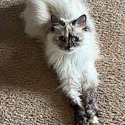 Crybaby is registered to the contest to win money with this photo: cat, fluffy, long_hair, lying_down, carpet, indoor, pet, animal, relaxed, stretching, cream_color, dark_paws, dark_face, whiskers, ears, feline, domestic_cat, cute, soft_fur, resting