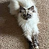 cat, fluffy, long_hair, lying_down, carpet, indoor, pet, animal, relaxed, stretching, cream_color, dark_paws, dark_face, whiskers, ears, feline, domestic_cat, cute, soft_fur, resting
