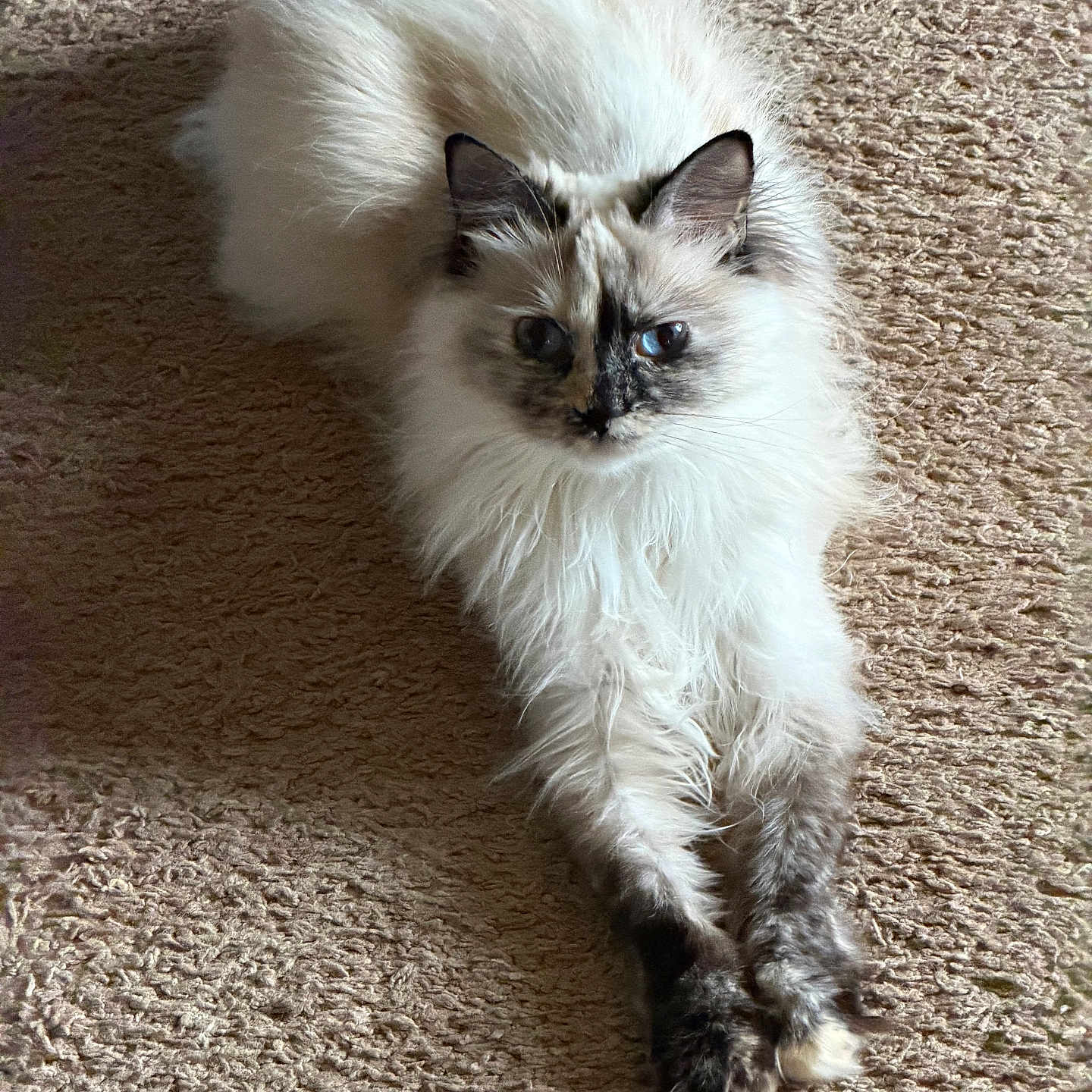 Crybaby is registered to the contest to win money with this photo: cat, fluffy, long_hair, lying_down, carpet, indoor, pet, animal, relaxed, stretching, cream_color, dark_paws, dark_face, whiskers, ears, feline, domestic_cat, cute, soft_fur, resting