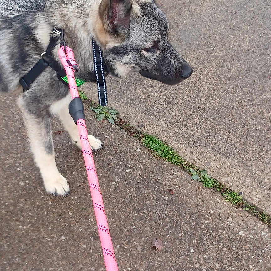 Nico