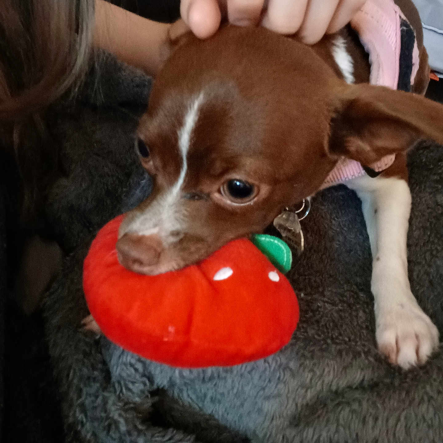 Coco