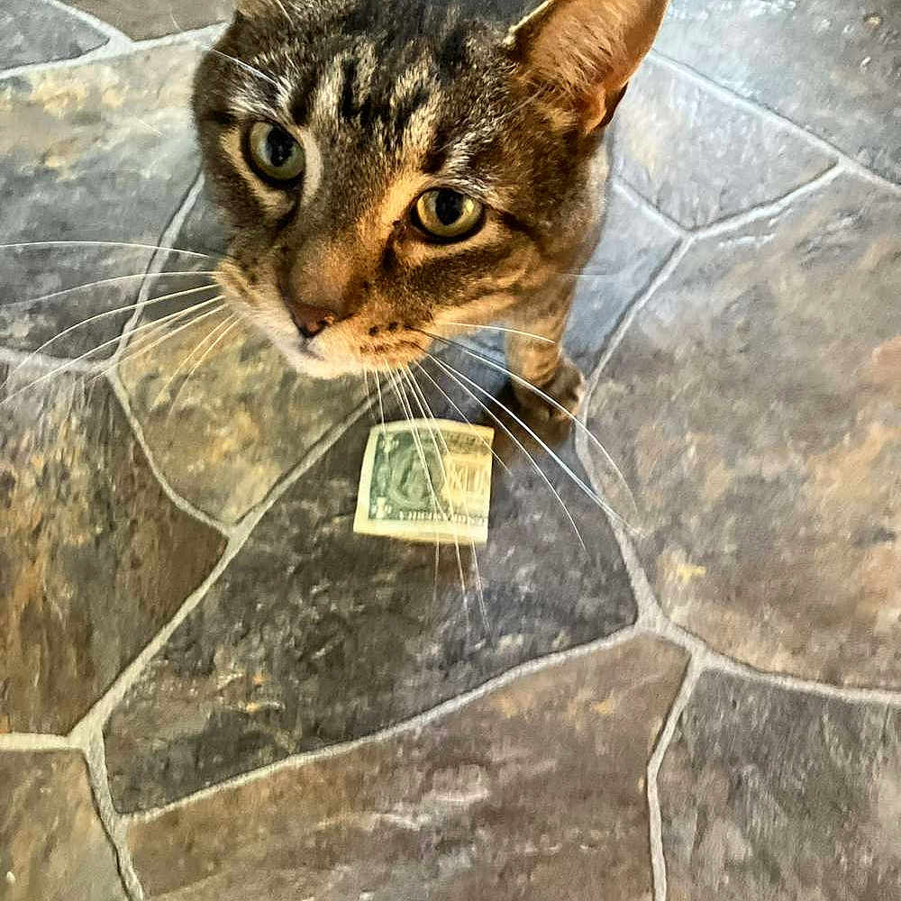 Fatcat