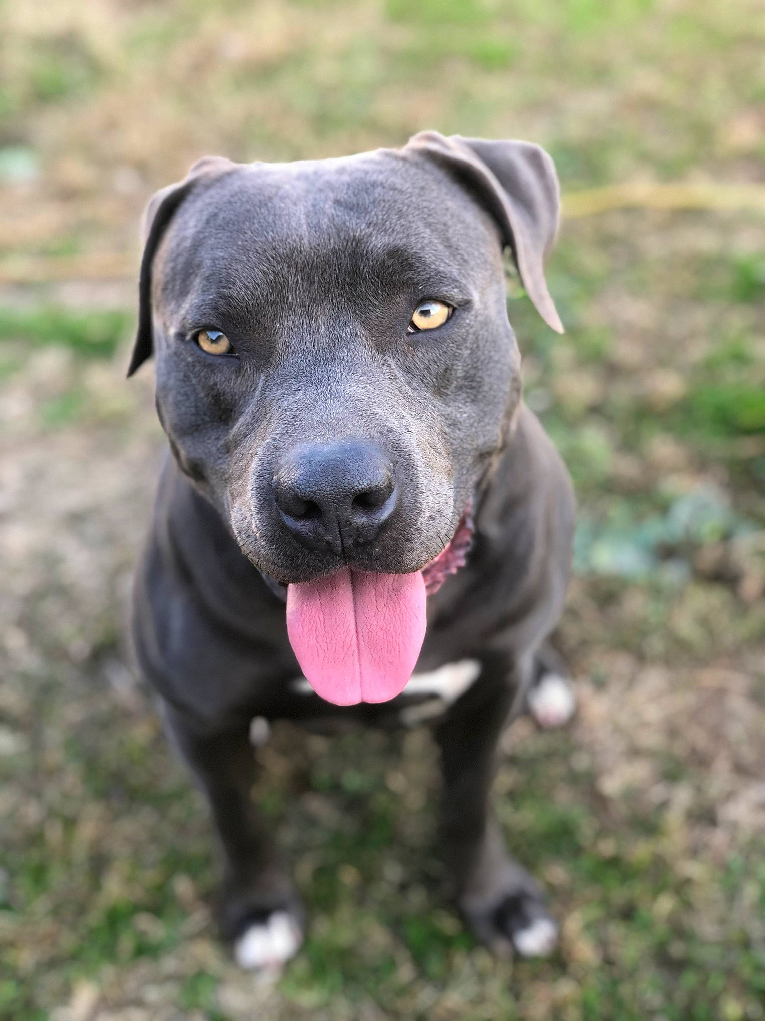 King is registered to the contest to win money with this photo: borador, canidae, carnivore, collar, companion_dog, dog, dog_breed, dog_collar, fawn, grass, guard_dog, gun_dog, plant, retriever, snout, sporting_group, terrestrial_animal, whiskers, working_animal, working_dog