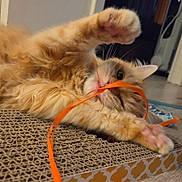 Neko a rejoint le concours — aidez-le/la à gagner de superbes lots ! animal, cat, closeup, curious, cute, feline, floor, fluffy, home, indoor, mischievous, orange_cat, paws, pet, playing, relaxed, ribbon, scratch_pad, toy, whiskers