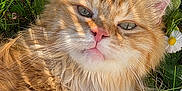 Neko participe au concours pour gagner de l'argent avec cette photo : animal, cat, close_up, cute, daisies, ears, flower, fluffy, fur, grass, greenery, mammal, nature, orange_cat, outdoor, pet, relaxed, summer, sunlight, whiskers