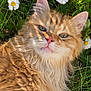 animal, cat, close_up, cute, daisies, ears, flower, fluffy, fur, grass, greenery, mammal, nature, orange_cat, outdoor, pet, relaxed, summer, sunlight, whiskers