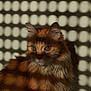 Neko a rejoint le concours — aidez-le/la à gagner de superbes lots ! animal, background, calm, cat, closeup, curious, ears, fluffy, fur, indoor, light, orange_cat, pattern, pet, portrait, shadow, spots, stripes, texture, whiskers