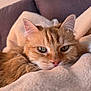 Neko a rejoint le concours — aidez-le/la à gagner de superbes lots ! blanket, cat, close_up, comfort, couch, cozy, ears, eyes, feline, fluffy, fur, indoor, orange_tabby, pet, relaxed, resting, sleepy, soft_texture, warm_colors, whiskers