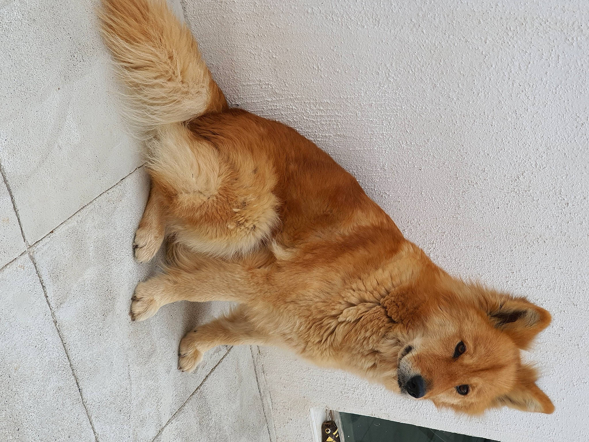 Zen participe au concours pour gagner de l'argent avec cette photo : canidae, carnivore, collar, companion_dog, dingo, dog, dog_breed, fawn, felidae, fur, non_sporting_group, paw, puppy, spitz, sporting_group, tail, terrestrial_animal, whiskers, wildlife, working_animal