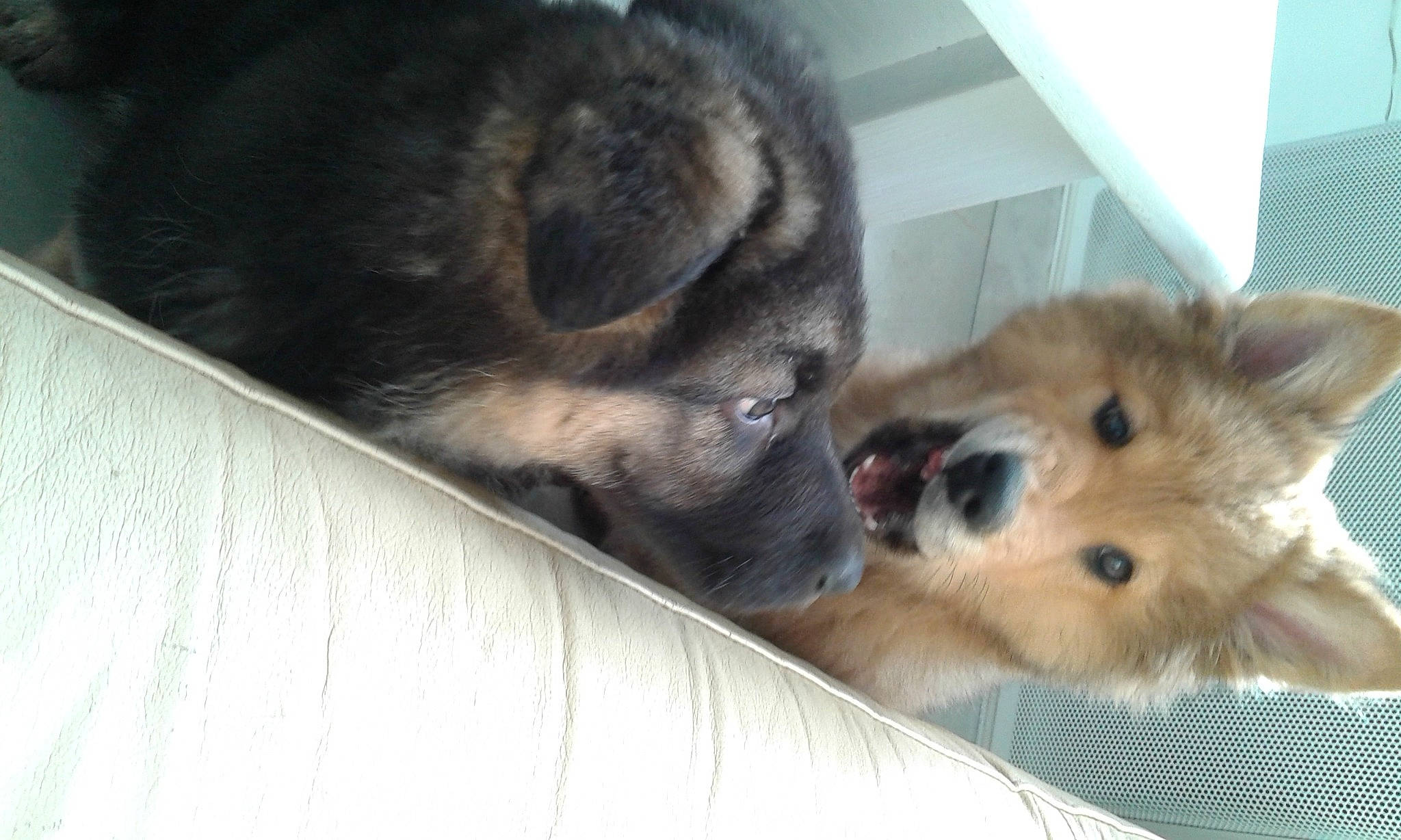 Zen participe au concours pour gagner de l'argent avec cette photo : animal_shelter, carnivore, claw, clock, comfort, companion_dog, dog, dog_breed, dog_supply, fawn, felidae, fur, paw, pomeranian, small_to_medium_sized_cats, snout, spitz, tail, terrestrial_animal, whiskers