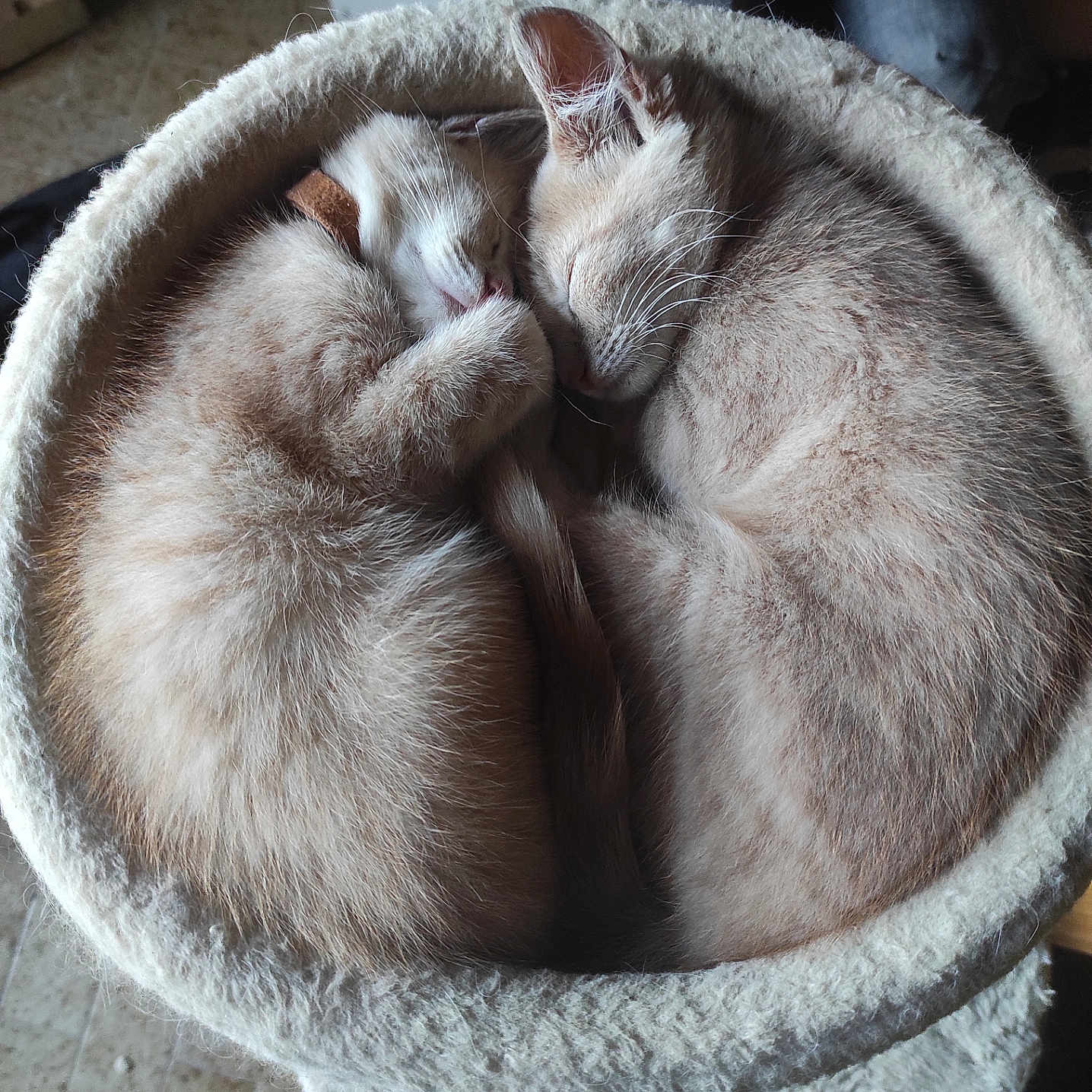 Ankara Et Antharès participe au concours pour gagner de l'argent avec cette photo : adorable, animal, cat, close_up, cozy, curled_up, cute, domestic_cat, fur, furry, indoor, kitten, nap, pair, peaceful, pet_bed, resting, sleeping, soft, tail