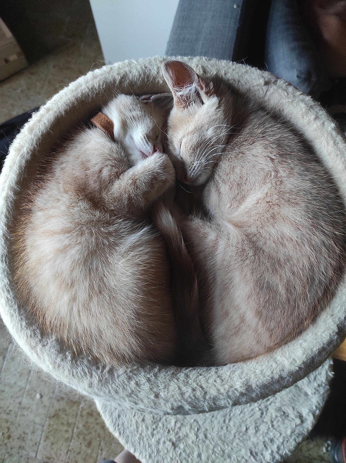 Ankara Et Antharès participe au concours pour gagner de l'argent avec cette photo : adorable, animal, cat, close_up, cozy, curled_up, cute, domestic_cat, fur, furry, indoor, kitten, nap, pair, peaceful, pet_bed, resting, sleeping, soft, tail