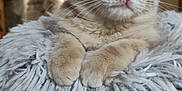 Ankara Et Antharès a rejoint le concours — aidez-le/la à gagner de superbes lots ! animal, cat, closeup, cozy, curious, cute, domestic, eyes, furry, fuzzy_blanket, indoor, kitten, mammal, paws, pet, portrait, resting, soft, whiskers, young