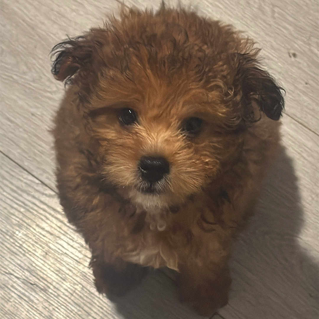 Jacob is registered to the contest to win money with this photo: adorable, animal, brown, canine, companion, curly_fur, cute, dog, domestic_animal, floor, fluffy, fur, indoor, looking_up, nose, pet, puppy, shadow, small, young