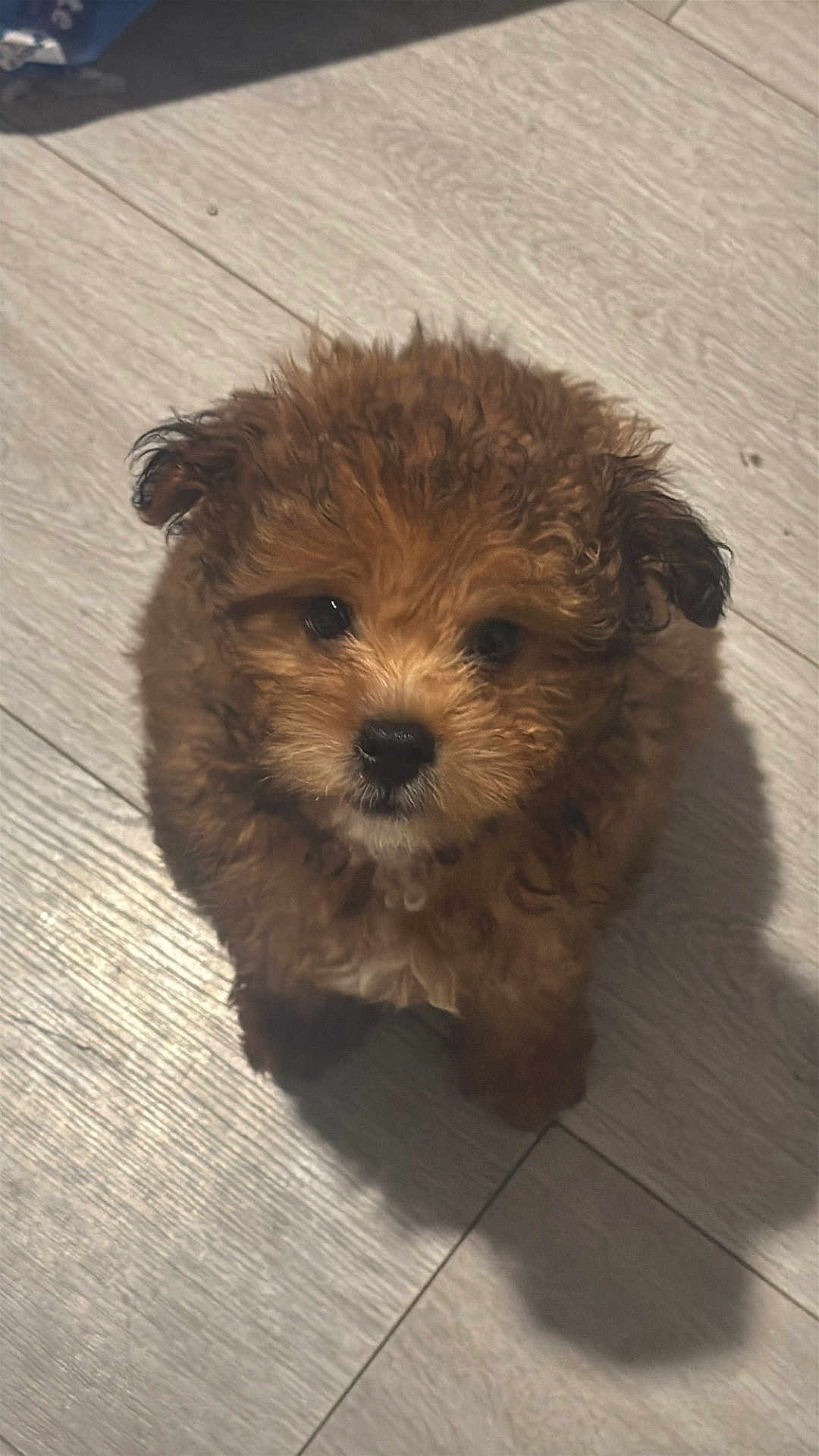 Jacob is registered to the contest to win money with this photo: adorable, animal, brown, canine, companion, curly_fur, cute, dog, domestic_animal, floor, fluffy, fur, indoor, looking_up, nose, pet, puppy, shadow, small, young