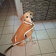 Toundra a rejoint le concours — aidez-le/la à gagner de superbes lots ! animal, brown_jacket, canine, coat, companion, curious, dog, domestic, ears, floor_tiles, fur, household, indoor, looking_back, paw, pet, sitting, snout, tail, tile_floor