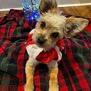 Sophie joined the competition — help win amazing prizes! dog, small_dog, ears, fur, collar, red_collar, plaid_blanket, blanket, floor, wood_floor, holiday_lights, colorful_lights, indoors, pet, cute, lying_down, looking_up, animal, cozy, festive