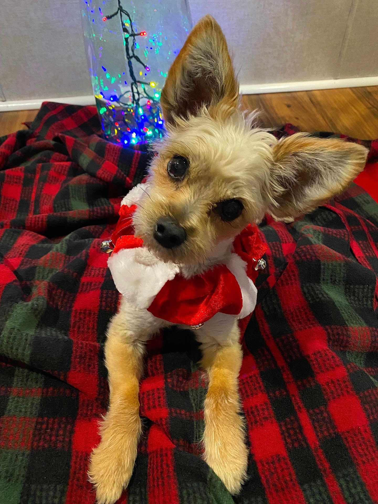 Sophie